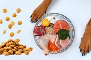 Explore the Role of Quality Nutrition in Your Pet’s Health