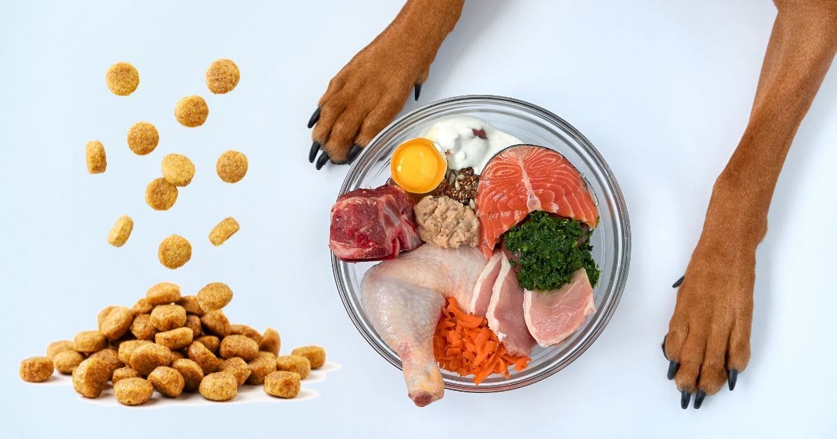 Explore the Role of Quality Nutrition in Your Pet’s Health